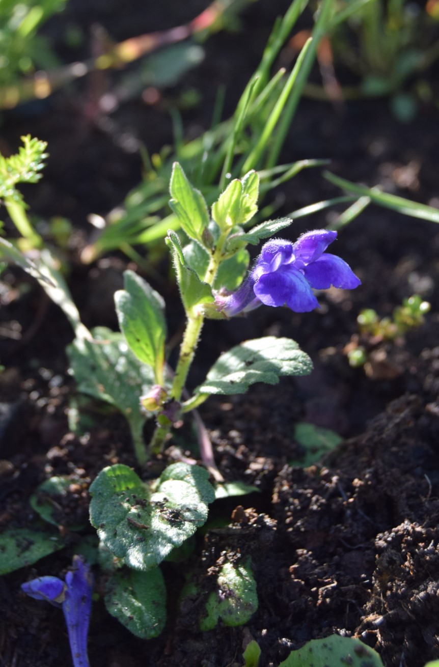 scutellaria-tuberosa-2-12mar2016