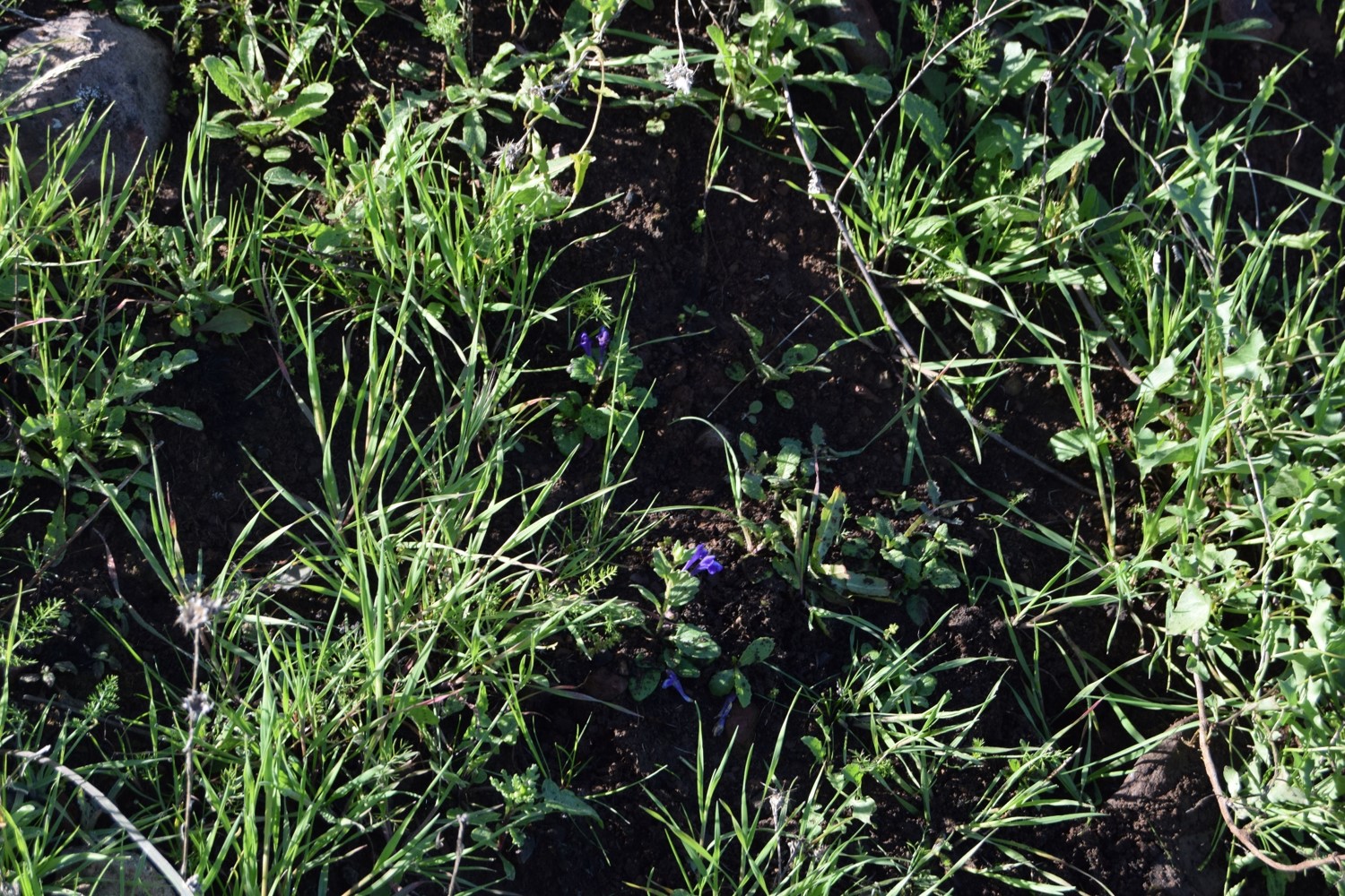 scutellaria-tuberosa-3-12mar2016