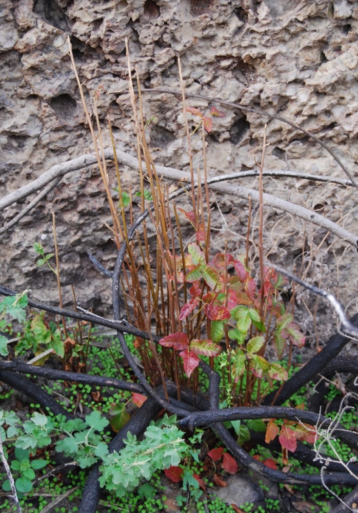 toxicodendron-di…rsilobum-11dec2014-1