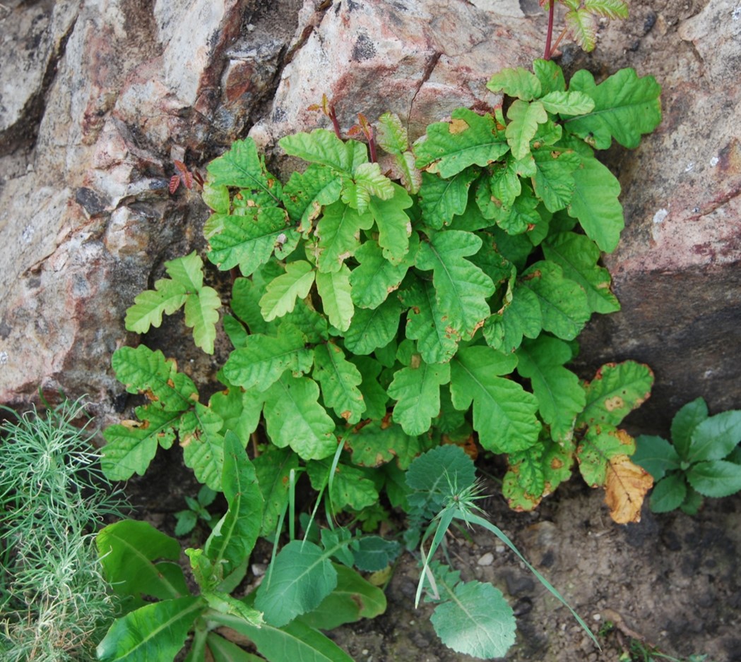 toxicodendron-di…rsilobum-18mar2015-1