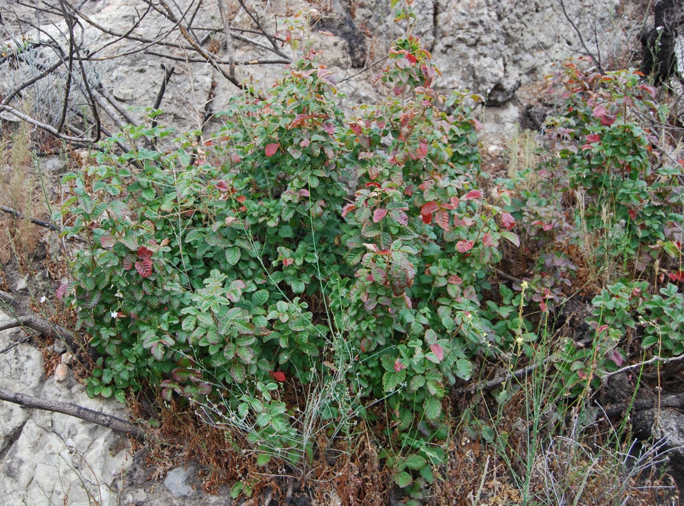toxicodendron-di…rsilobum-1june2016-2