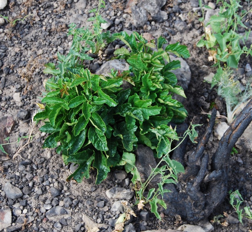 toxicodendron-di…rsilobum-20may2014-1