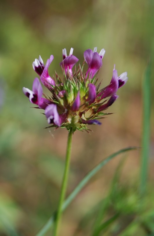 trifolium-wildenovii-28mar2008-1