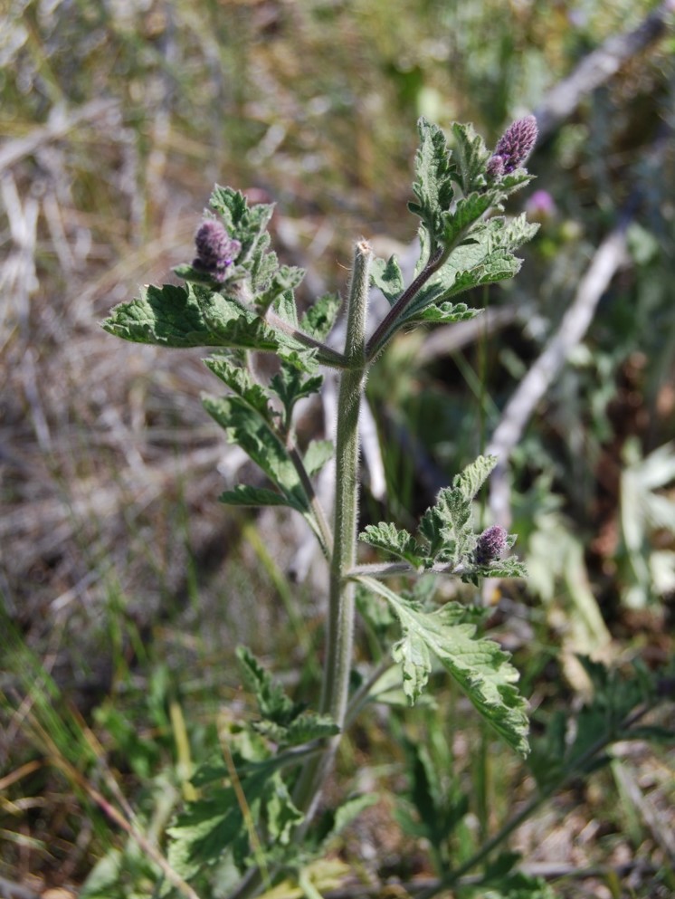 verbena-lasiostachys-11apr2013-3