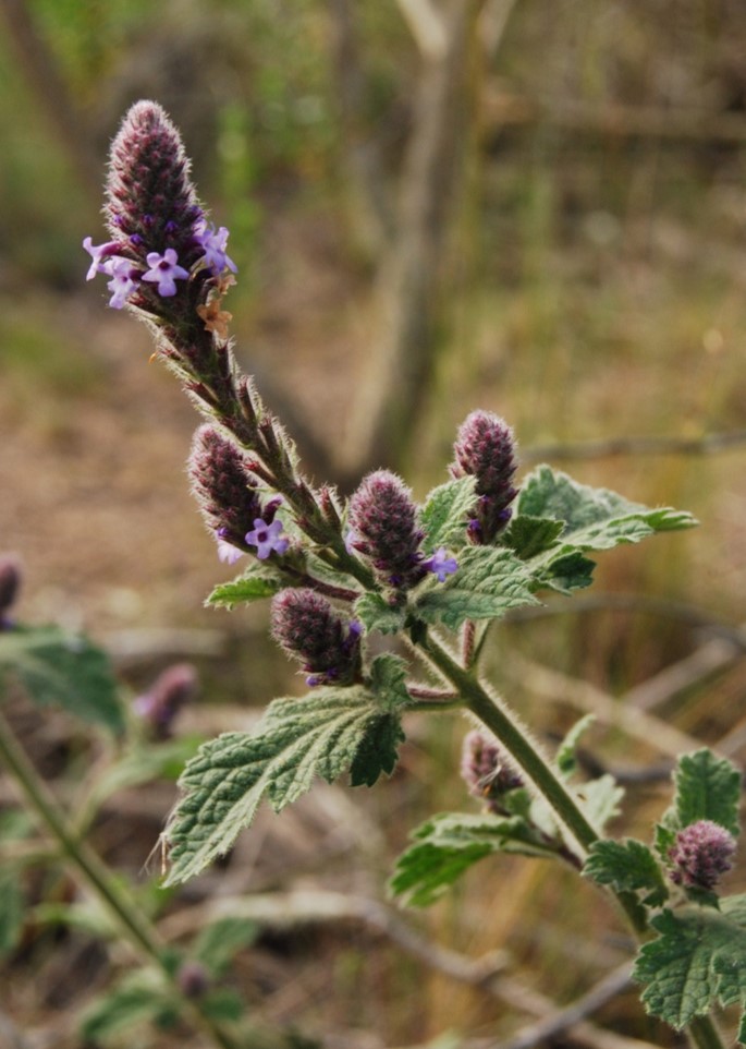 verbena-lasiostachys-12apr2013-2