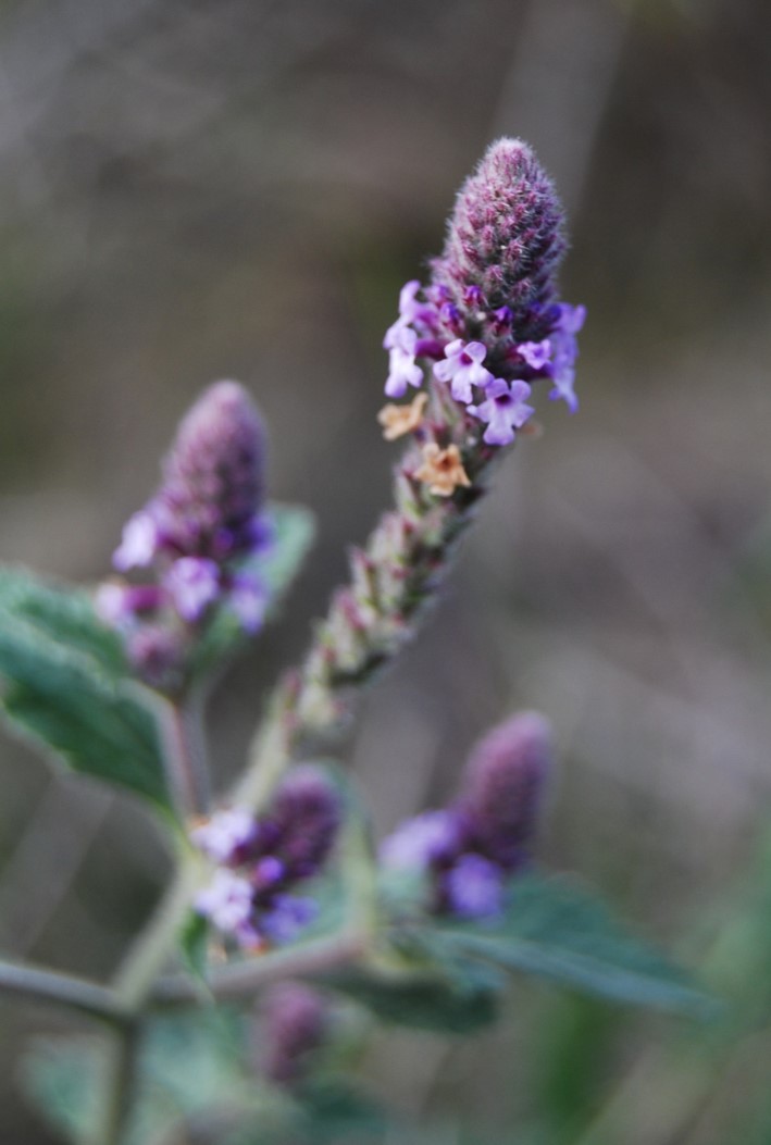 verbena-lasiostachys-12apr2013-3