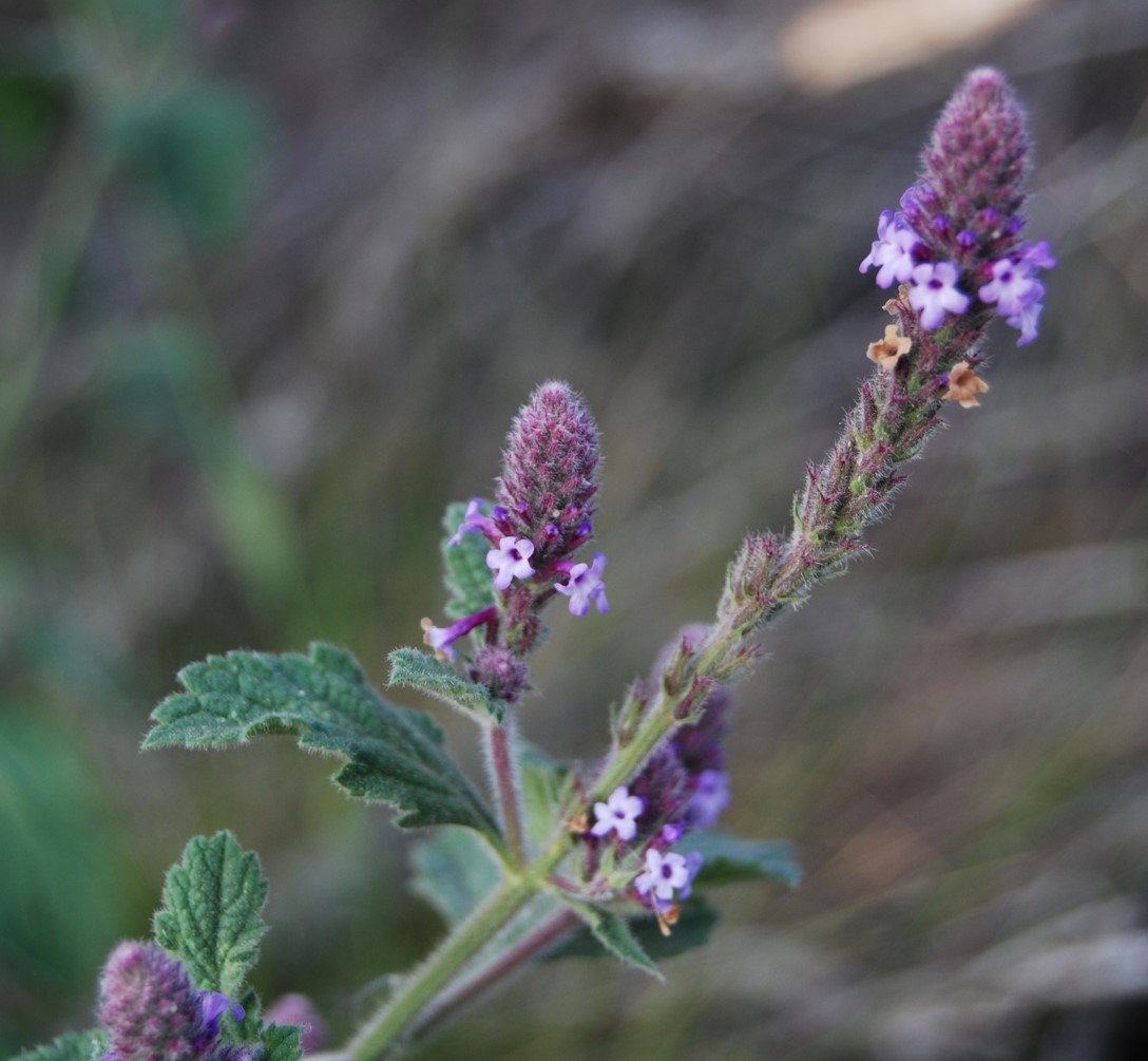 verbena-lasiostachys-12apr2013-4