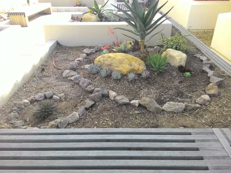 succulent plants from the garden