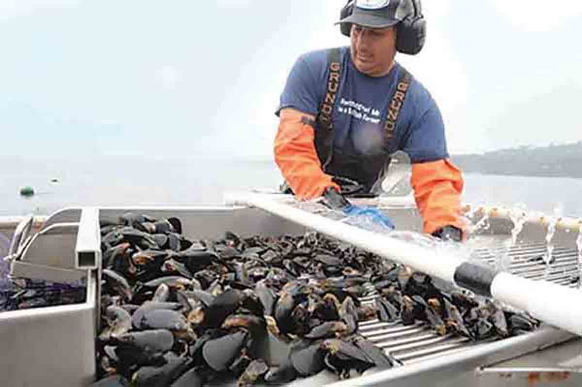 Bernard Friedman working at a mussel sorting/washing table.